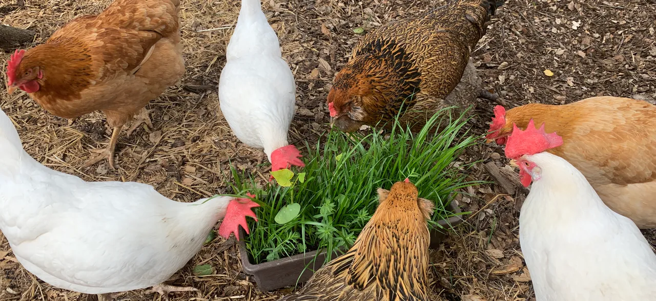 Chickens gathered around fresh greens