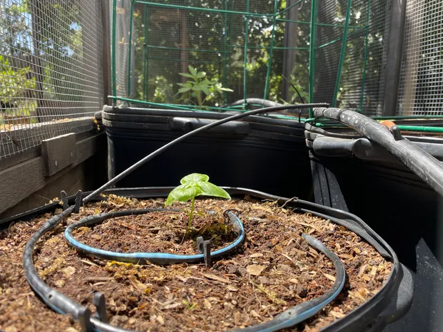 Basil seedling