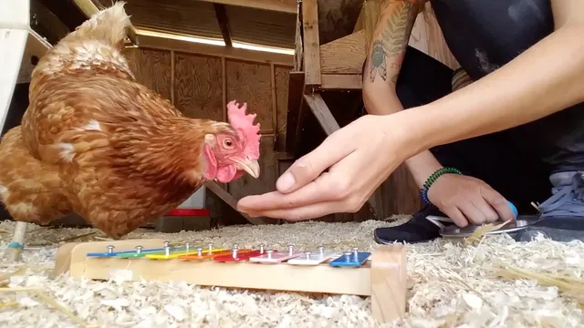 bird-brains-bertha-xylophone-1