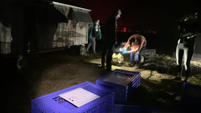 Evacuating chickens at night at Sweet Farm.