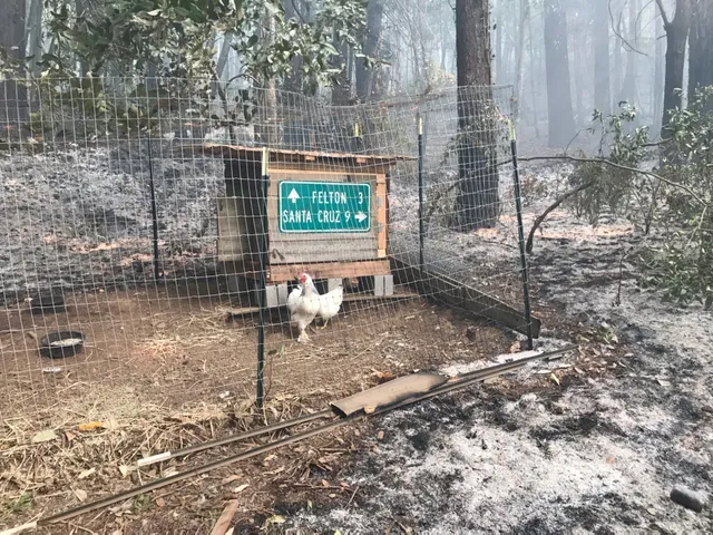 Lucky fire survivors in the Santa Cruz mountains