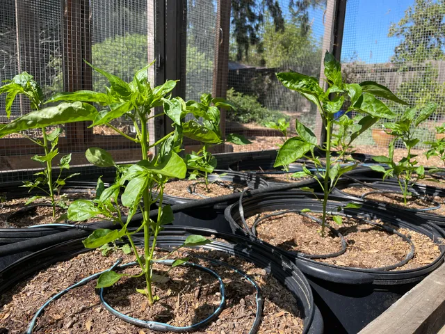 Padrón peppers