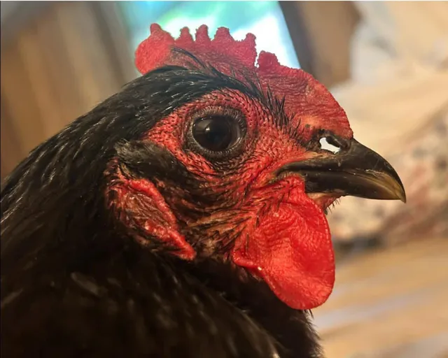 Close-up of a black hen’s face showing a stretched nostril with a hole through it