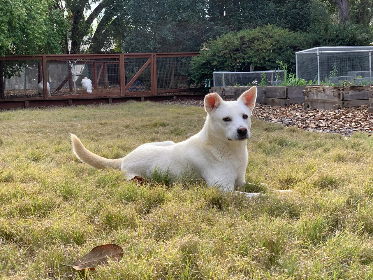 Skye relaxing in the sanctuary garden