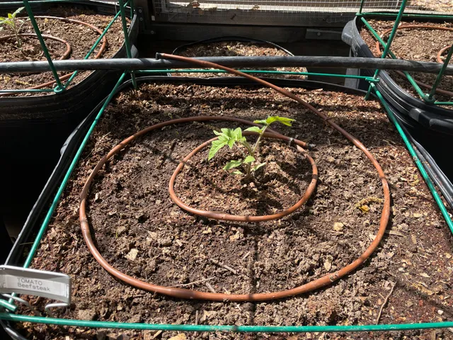 Tomato seedling
