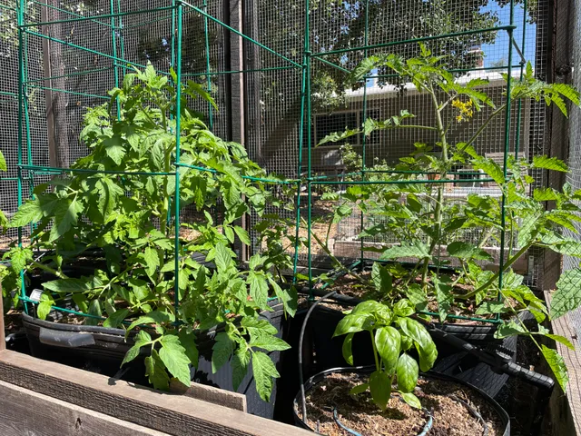 Tomatoes & basil