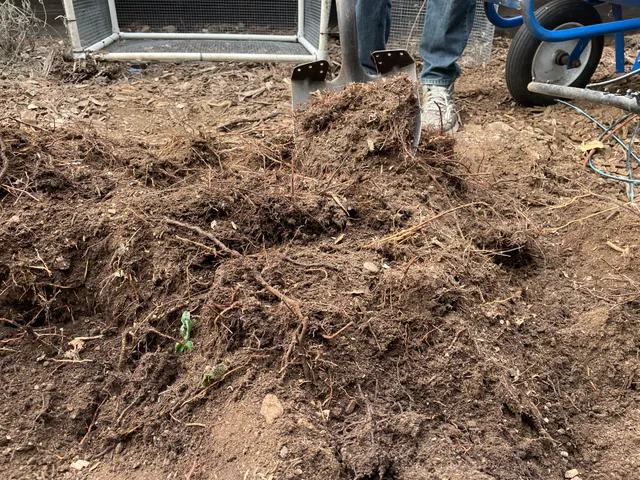 Tree roots in beds